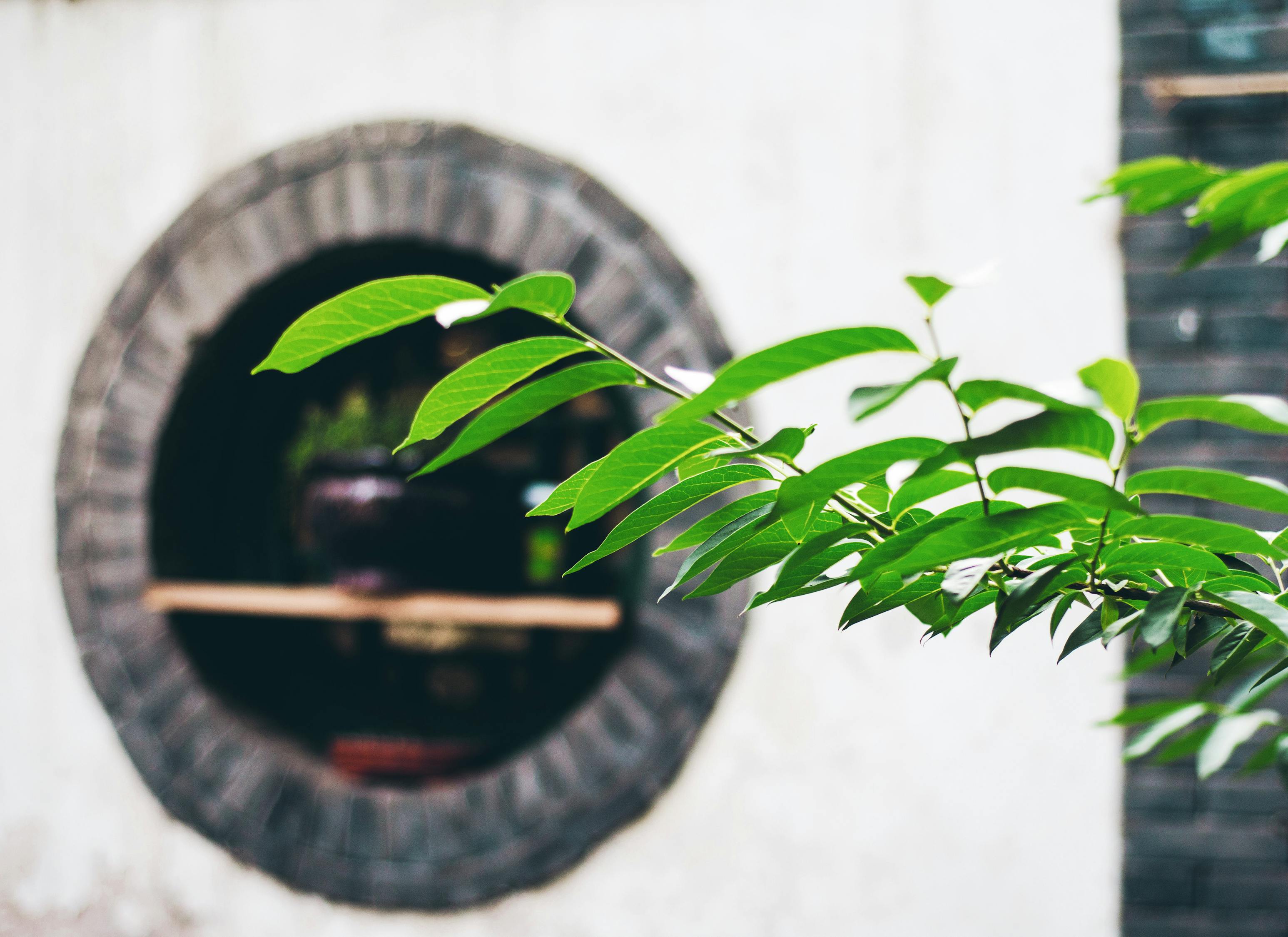 男子网售野生发菜获刑，保护生态环境，人人有责