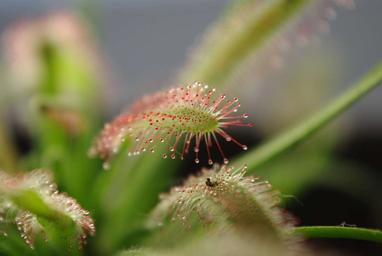 三年级写植物作文——桃花