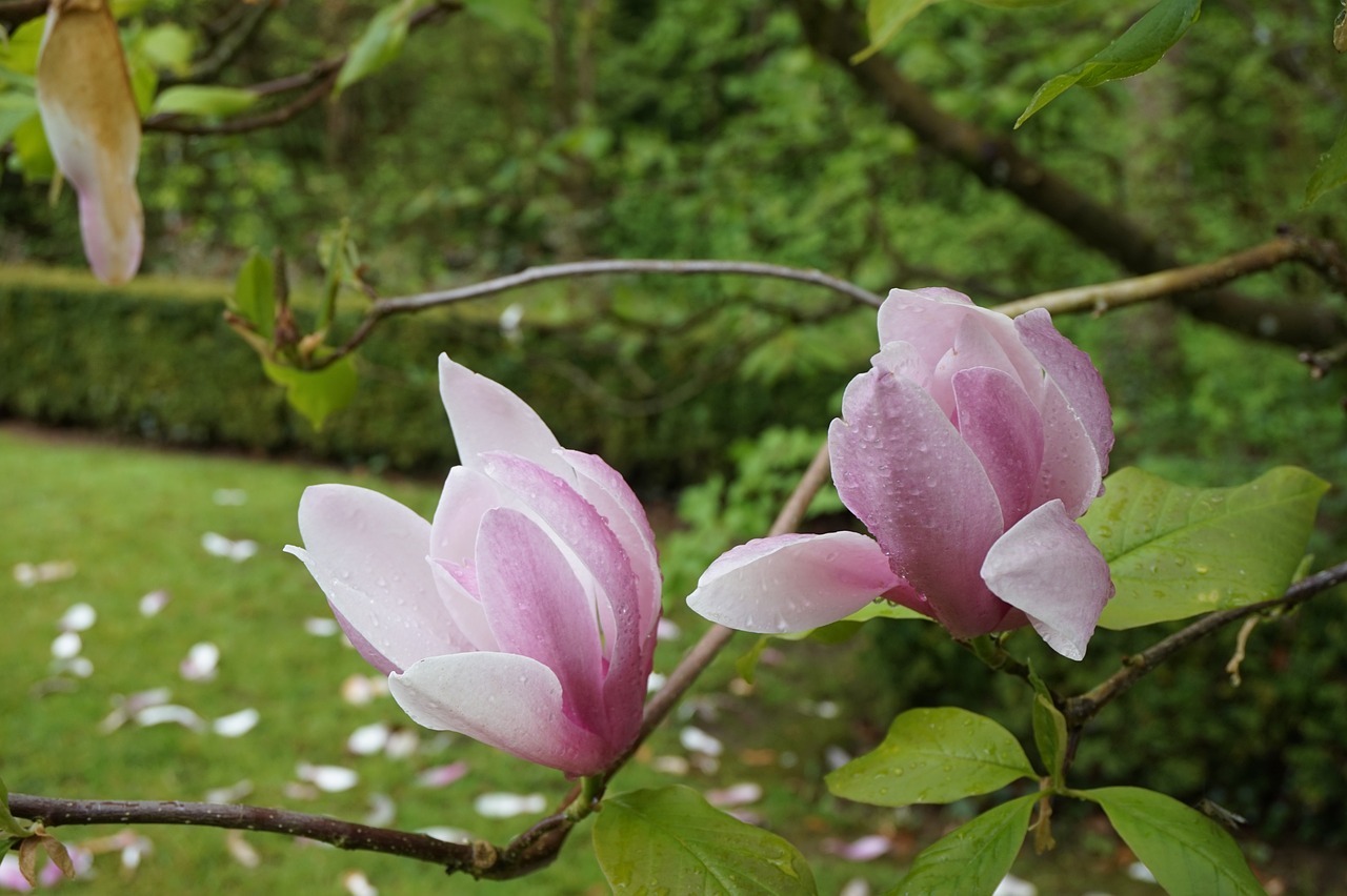 玉兰花的记忆