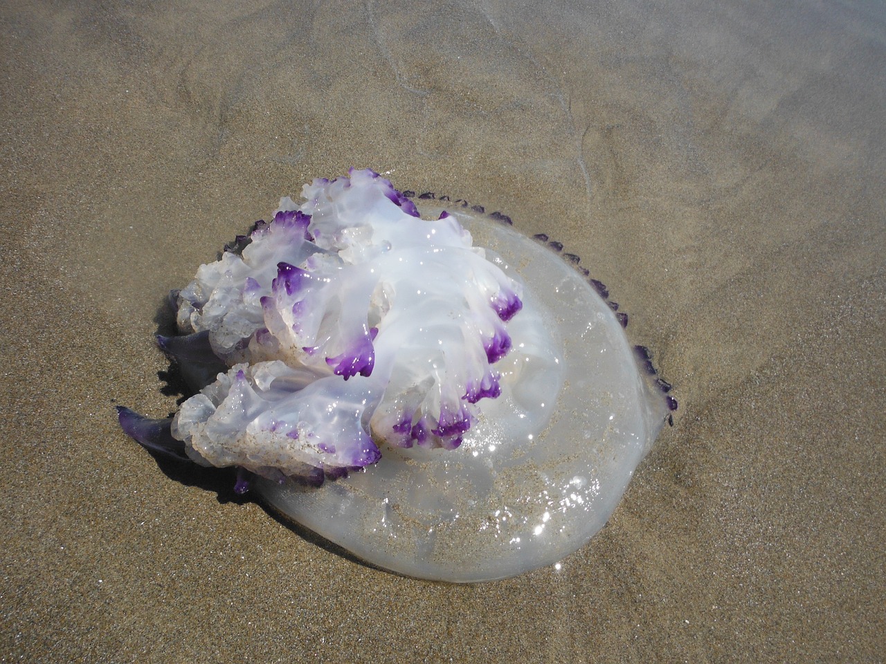 深海之谜