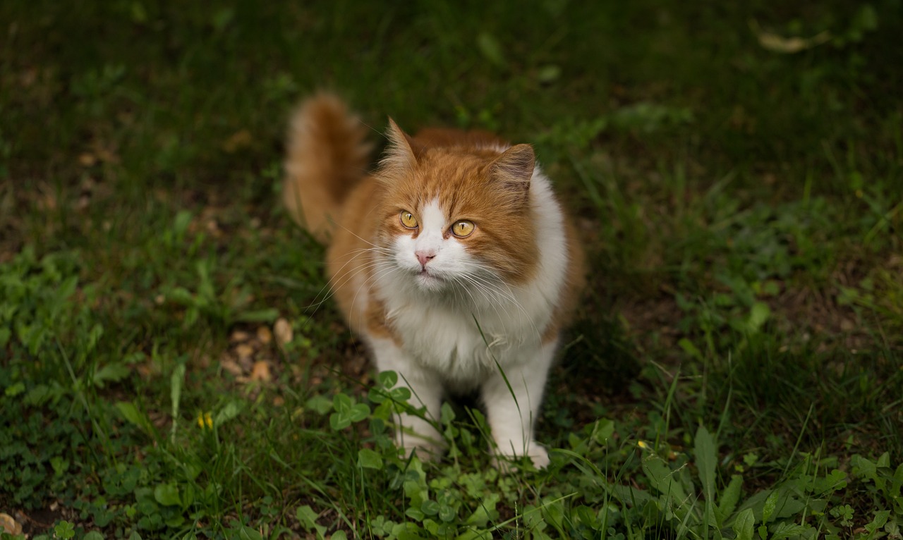 你吸的不是猫，而是正能量