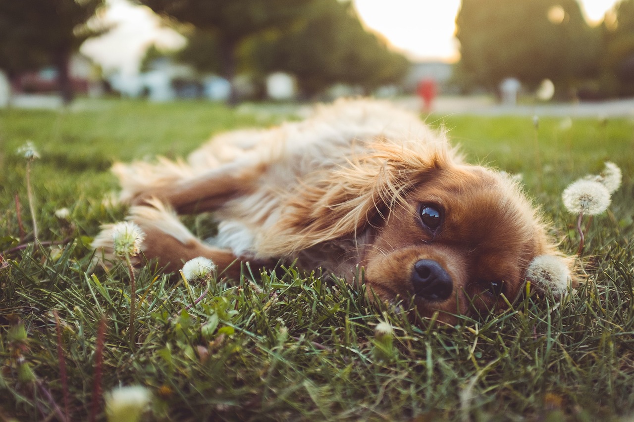 健康犬是否会传播狂犬病