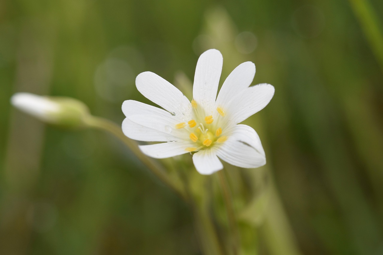 一年滴尽莲花漏